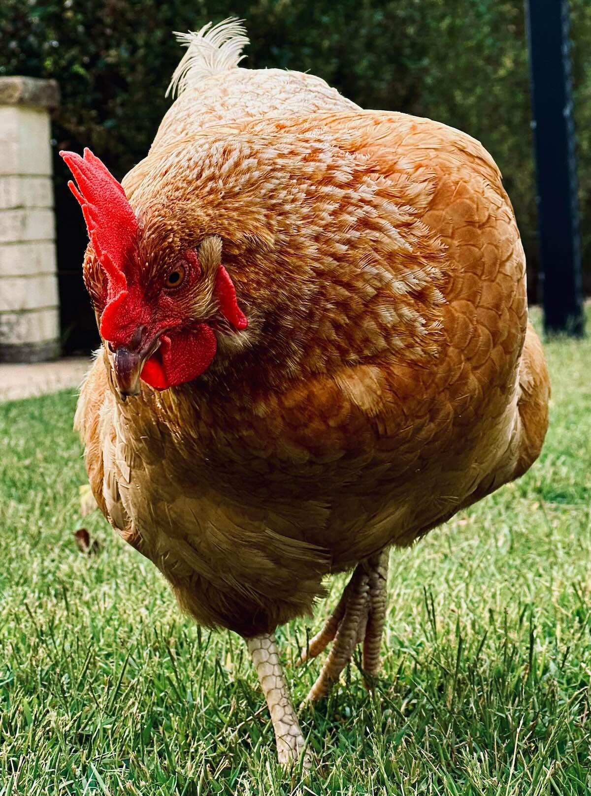 ../../_images/chicken.jpg